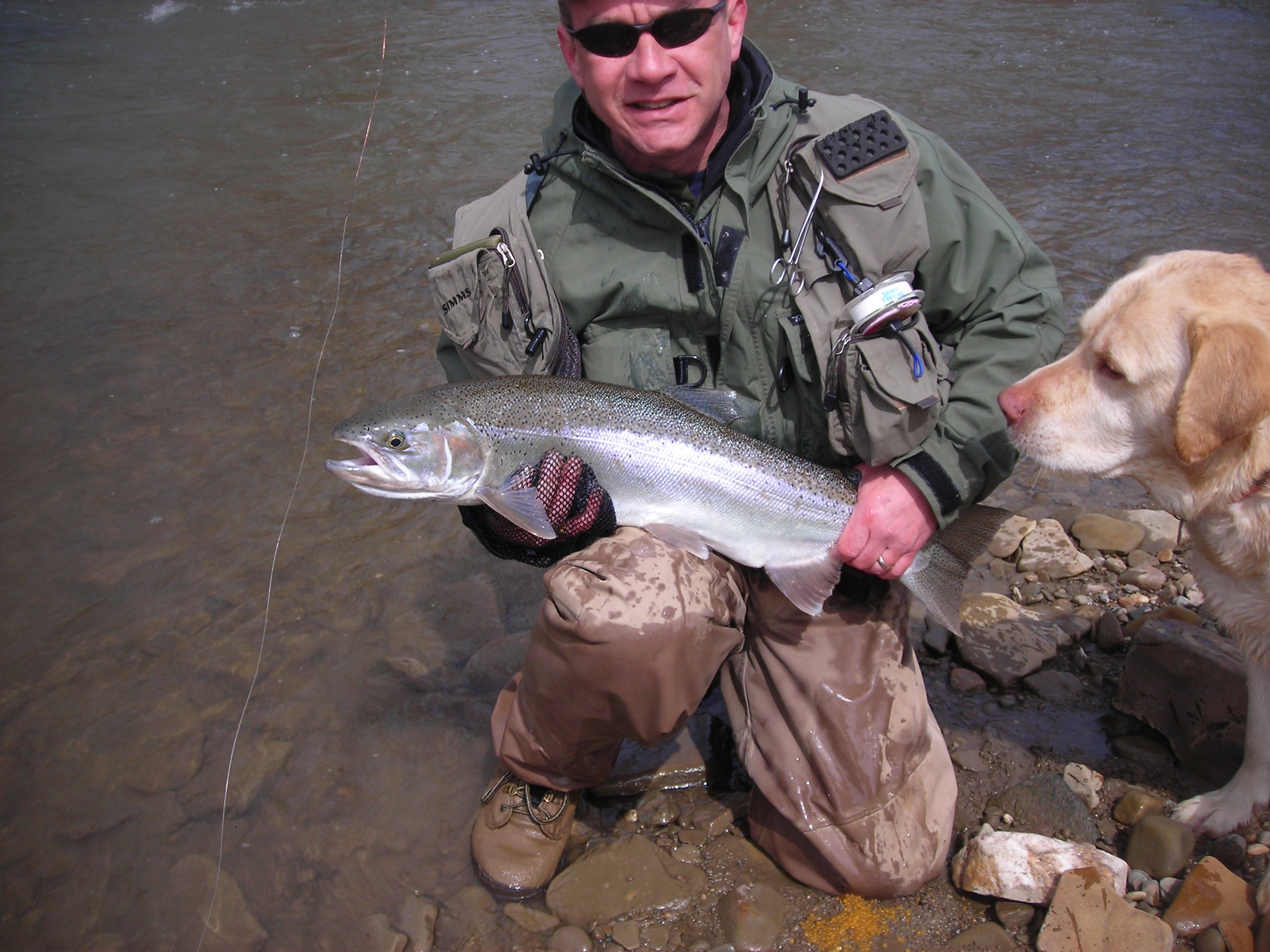 steelhead004.jpg