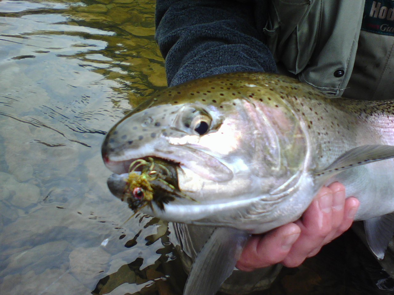 steelheadpix008.jpg